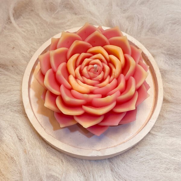 LOTUS  SUCCULENT